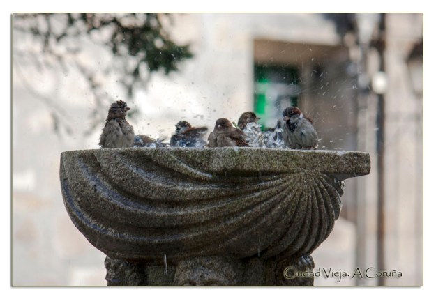 Fotografía: L.Vázquez-Prego