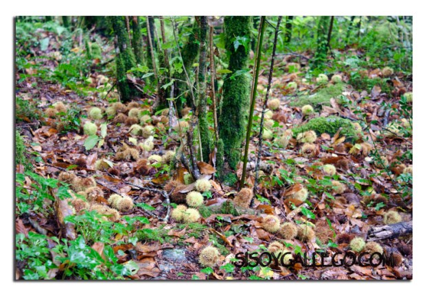 Bosque plagado de erizos de castaña