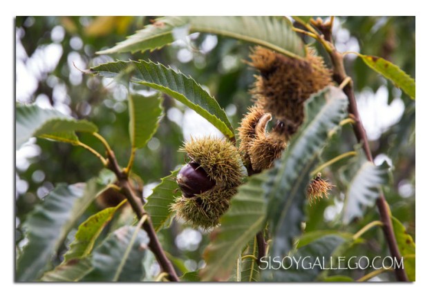 Castañas casi en su punto