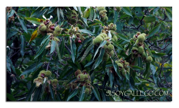 Castañas, Castaño, Erizos en Orense