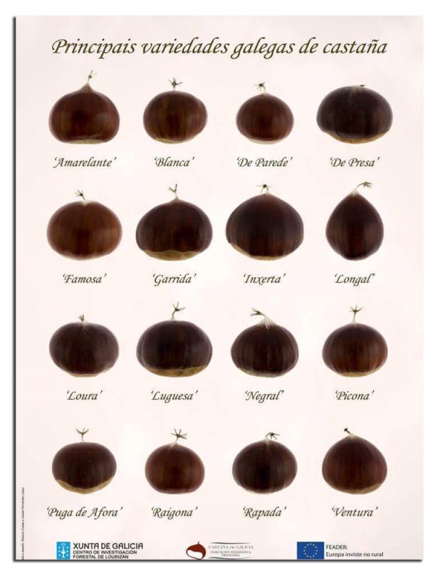 Variedades de Castaña Gallega