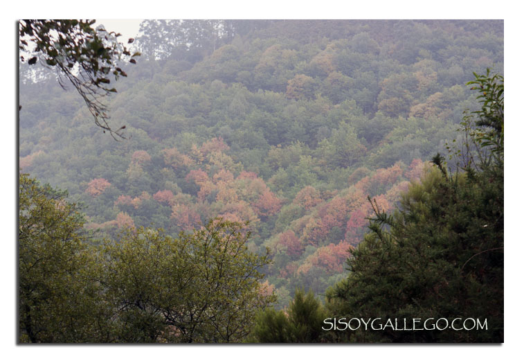 161_Bosques mágicos