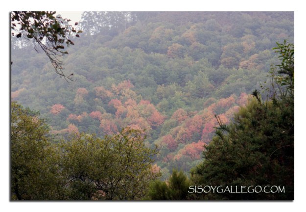 161_Bosques mágicos