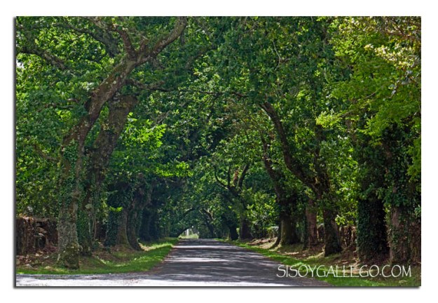 Carballos.Robles.Entrada Torres do Allo.Zas