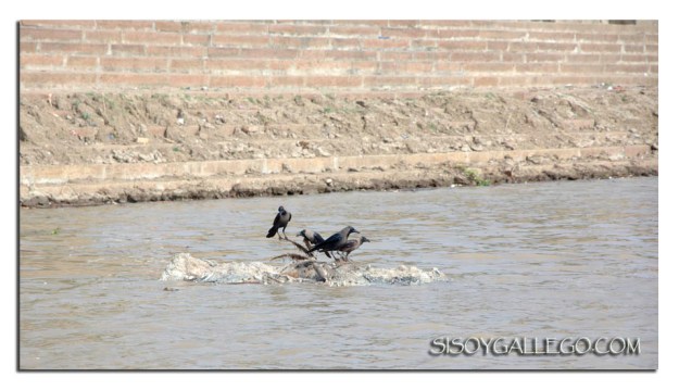 _Ganges.Cuervos y su presa