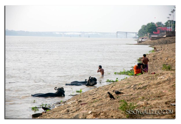 _Ganges.Todos al baño