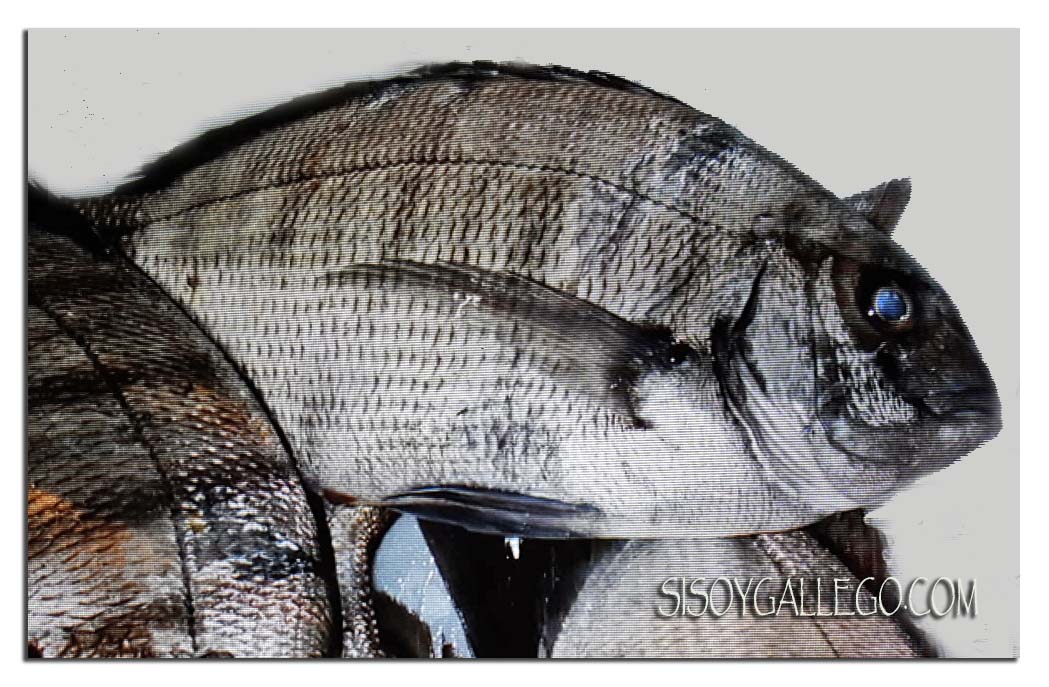 2017-sargo-fresco-blog