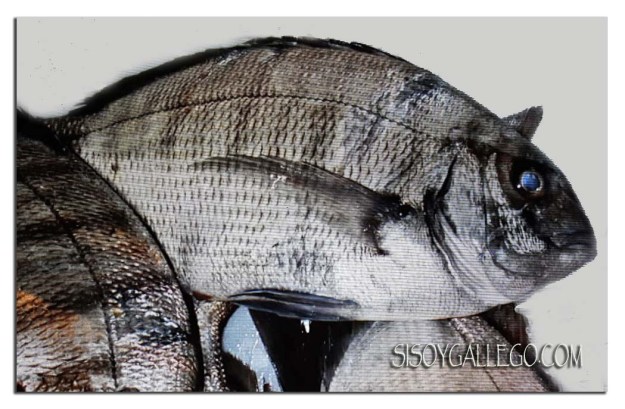 2017-sargo-fresco-blog