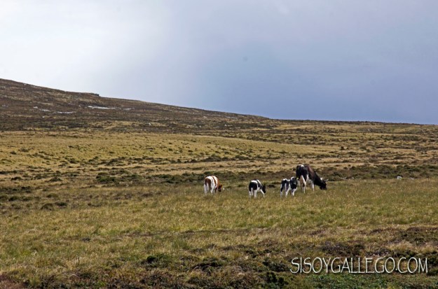IMG_6360.Paisaje con vacas.