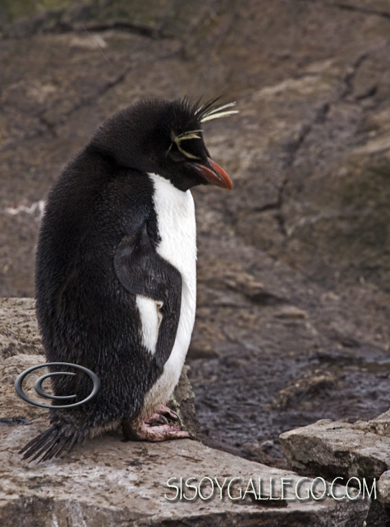 IMG_6372.Rockhopper