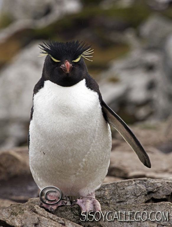 IMG_6390.Rockhopper.Cresta.