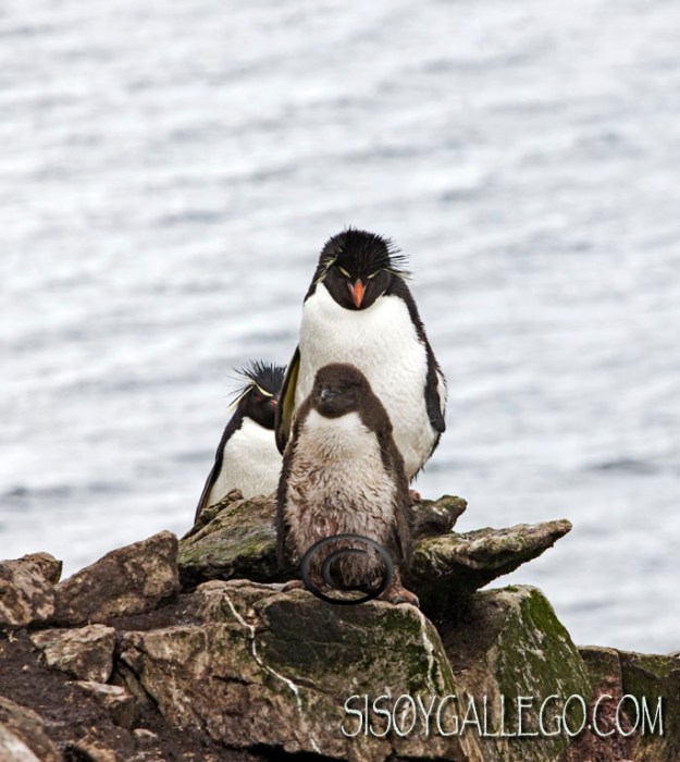 IMG_6409.Familia de 3.