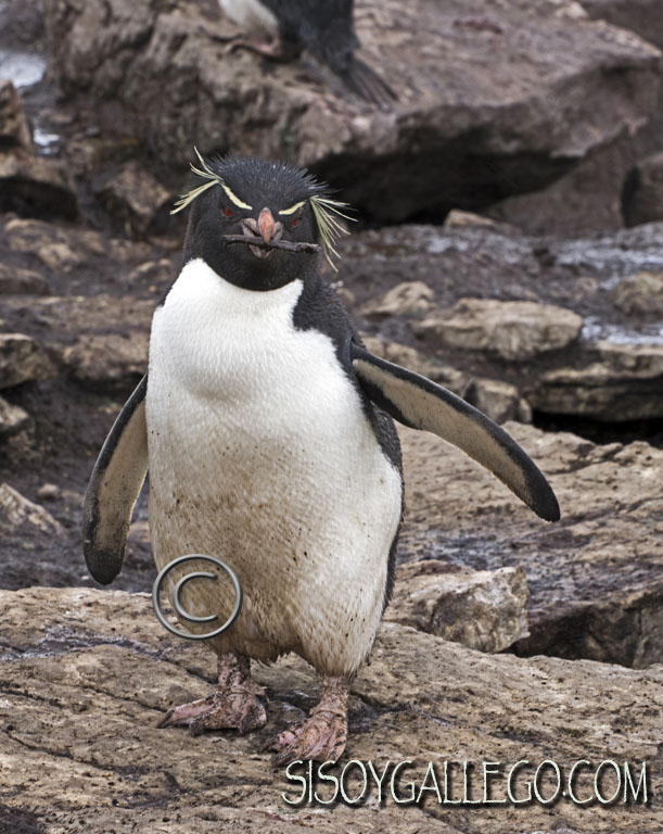 IMG_6443.Rockhopper