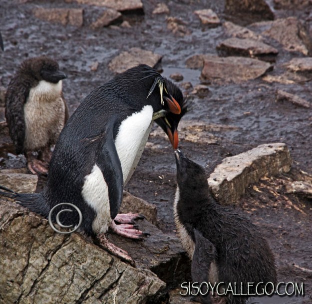 IMG_6543.Rockhopper