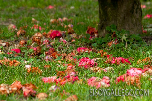 02.-Camelias.sisoygallego.com.