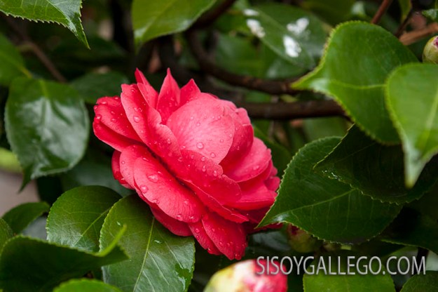 09.-Camelias.sisoygallego