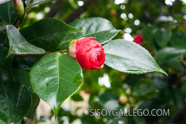 13.-Camelias.sisoygallego