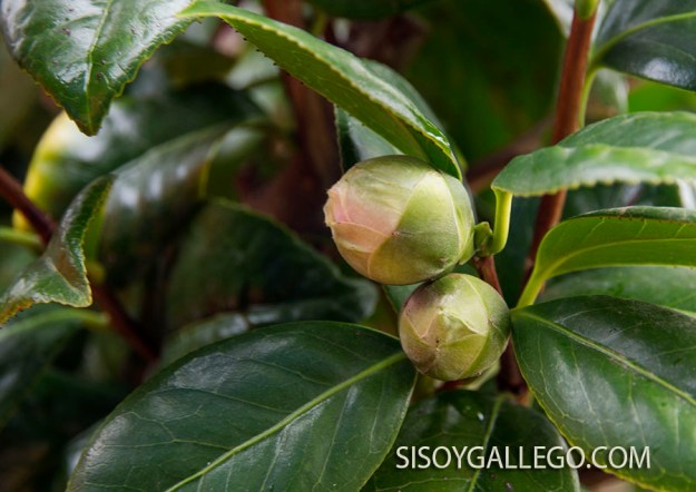 140..-camelios.sisoygallego.com