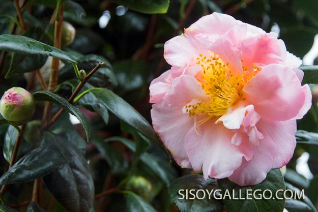 145..-camelios.sisoygallego