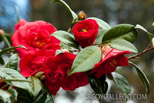 15.-Camelias.sisoygallego