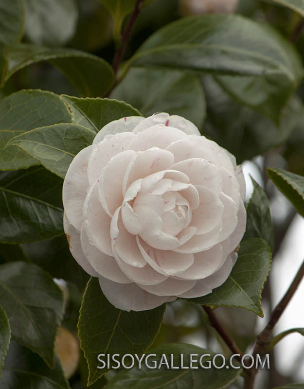 16.-Camelias.sisoygallego