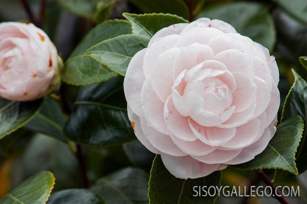17.-Camelias.sisoygallego