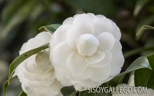 230.-camelias.sisoygallego