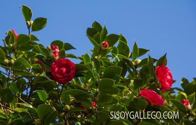 243.-camelias.sisoygallego