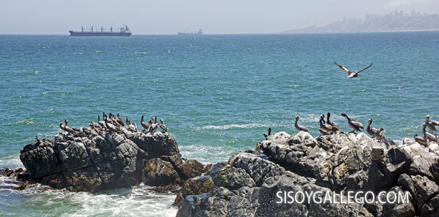 4.Viña del Mar. Pelicanos.