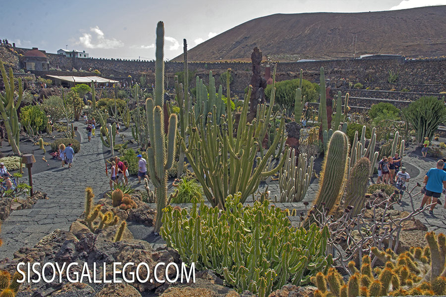 21.-Jardin Cactus