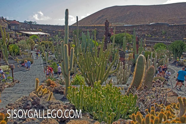 21.-Jardin Cactus