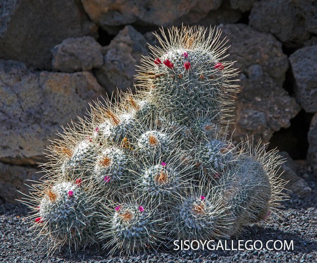 79.-Jardin Cactus