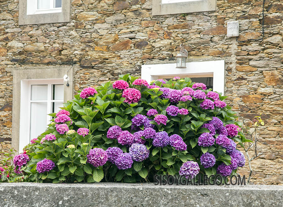 24.-Espasante.Coruña