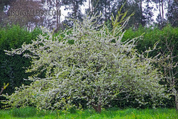 11.Ciruelo en flor