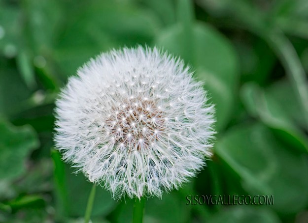 12.Diente de León