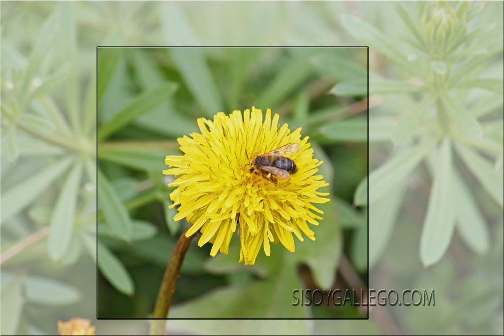 14.Flores silvestres