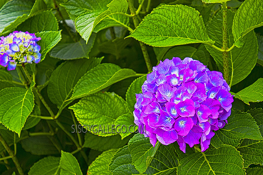19.Hortensias