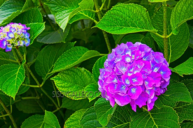 19.Hortensias