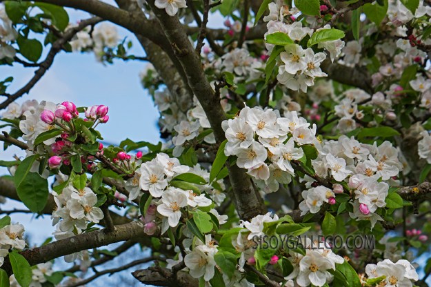 20.Manzano en flor.