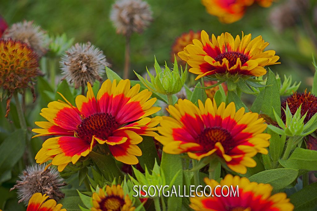 23.Macizos de coruña