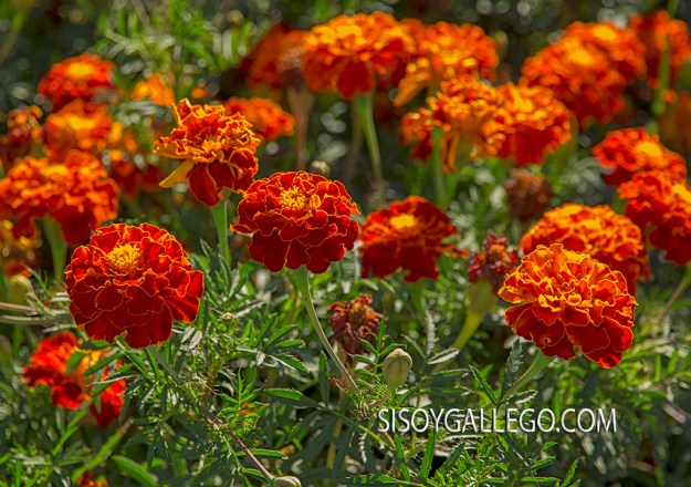 26.Tagetes